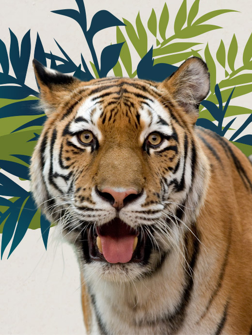 Zoo Society Featured Image Zoo Society Featured Image