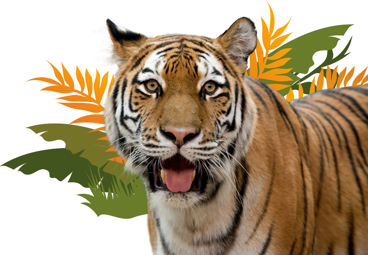 Custom Tiger Graphic Custom Tiger Graphic