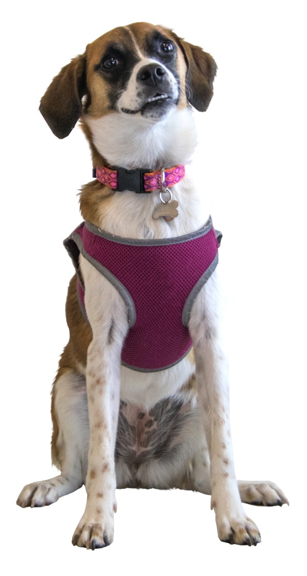 Ocreative Office Dog