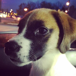 Wendy Puppy